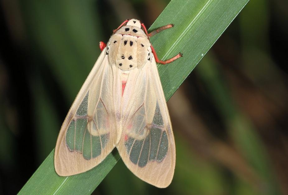 Amerila vitrea