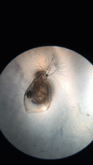 Simocephalus exspinosus