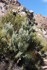 Paranomus bracteolaris