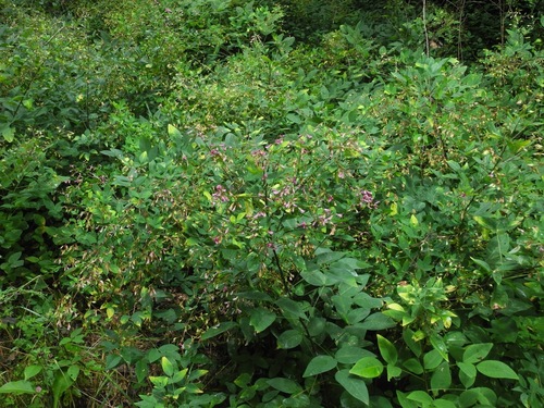 Lespedeza bicolor