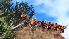 Paranomus bracteolaris