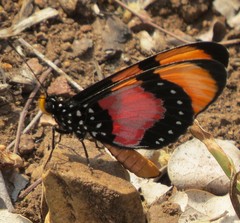 Acraea anemosa