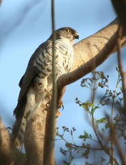 Accipiter minullus
