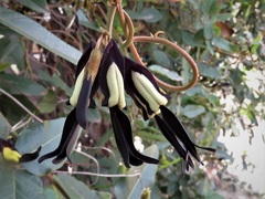 Kennedia nigricans