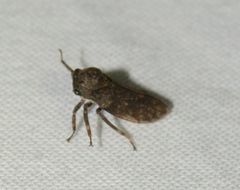 Microcentrus caryae
