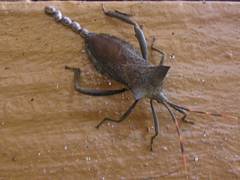 Elasmopoda valga