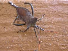 Elasmopoda valga