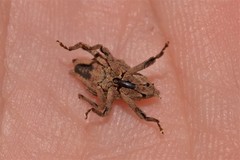 Ouroporopterus squamiventris