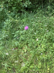 Cirsium tuberosum
