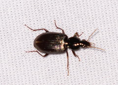 Agonum punctiforme
