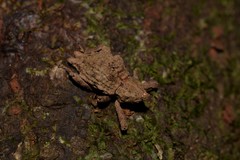 Ouroporopterus squamiventris