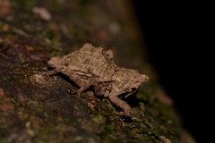 Ouroporopterus squamiventris