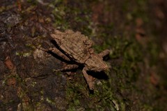 Ouroporopterus squamiventris