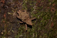 Ouroporopterus squamiventris