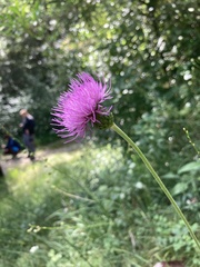Cirsium tuberosum