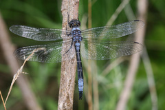 Zygonyx natalensis