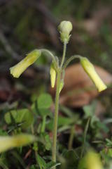 Oxalis compressa compressa