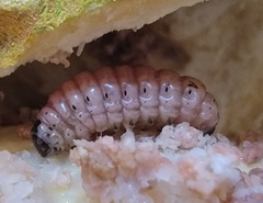 Mudaria luteileprosa