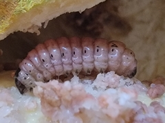 Mudaria luteileprosa