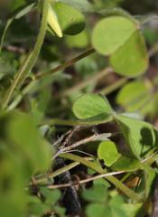 Oxalis compressa compressa