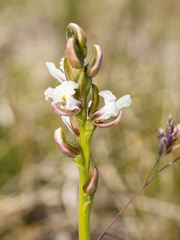 Prasophyllum suttonii