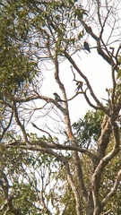 Hemiprocne longipennis