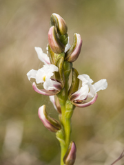 Prasophyllum suttonii