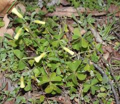 Oxalis compressa compressa