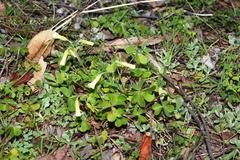 Oxalis compressa compressa