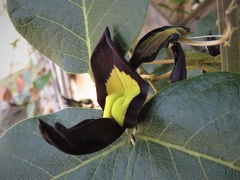 Kennedia nigricans