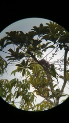 Psilopogon pyrolophus