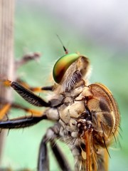 Cophinopoda chinensis