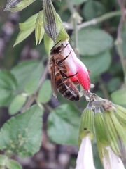 Apis mellifera