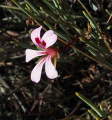 Pelargonium laevigatum oxyphyllum