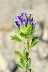 Psoralea fruticans