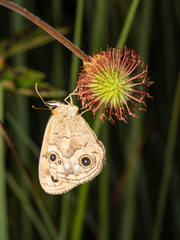 Heteronympha cordace