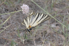 Iphiclides