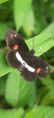 Paramimus stigma stanna