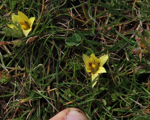 Romulea austinii
