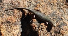 Trachylepis variegata