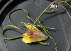 Romulea austinii