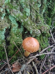 Hemistropharia