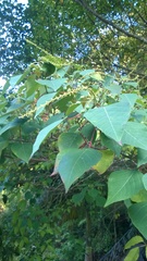 Mallotus paniculatus