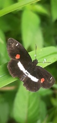 Paramimus stigma stanna