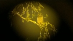 Strix leptogrammica