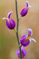 Streptanthus glandulosus glandulosus