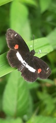 Paramimus stigma stanna