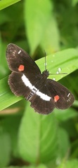 Paramimus stigma stanna