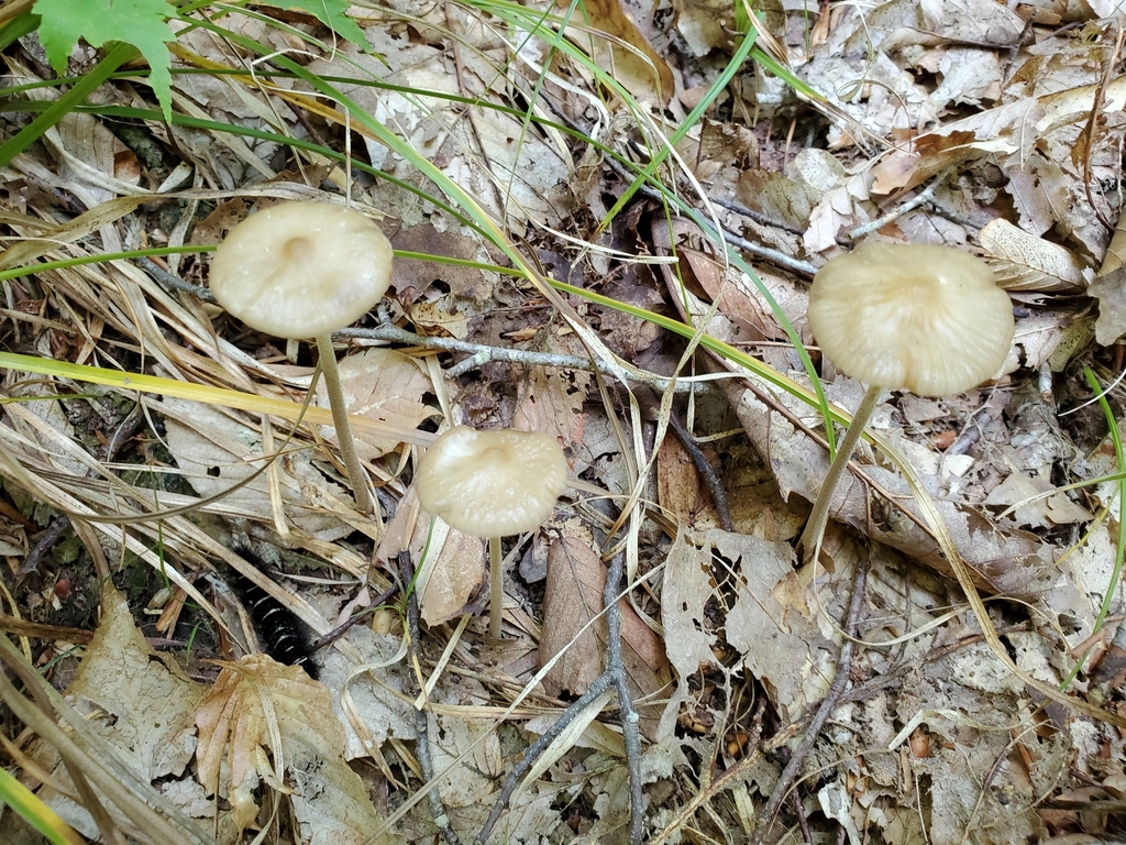 Beech Rooter Beech Rooter from Brown County, IN, USA on August 22, 2021 at 12:03 PM ...