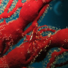 Xenocarcinus depressus
